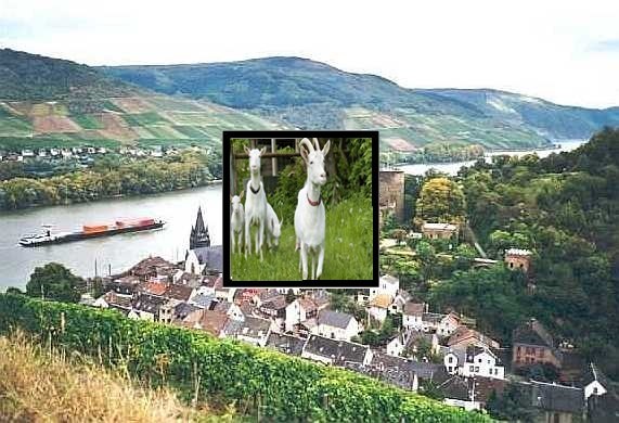 Ziegenwanderung | &copy; Gerhard Blum