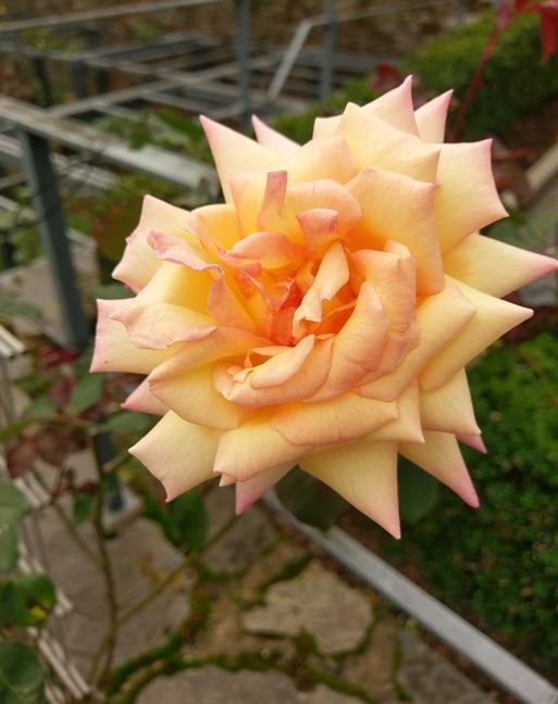 Welterbe Rose | © Gerhard Blum Welterbe Rose | © Gerhard Blum