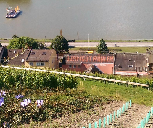 Weingut Roessler | © michael-roessler@web.de