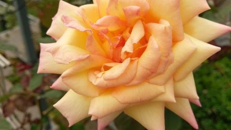 Welterbe Rose | © Gerhard Blum Welterbe Rose | © Gerhard Blum